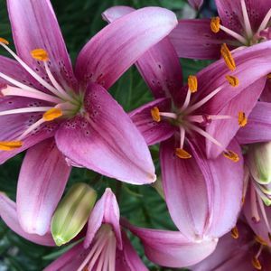 Meet your Posher, Sherree